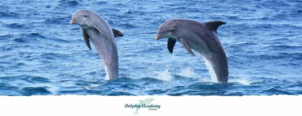 Dolphin Academy Curacao