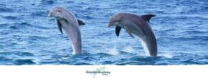 Dolphin Academy Curacao