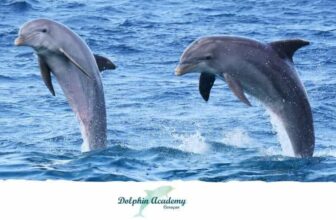 Dolphin Academy Curacao