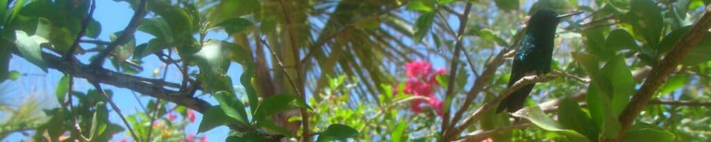 Experience Ultimate Relaxation: Book Your Yoga Retreat in Curaçao