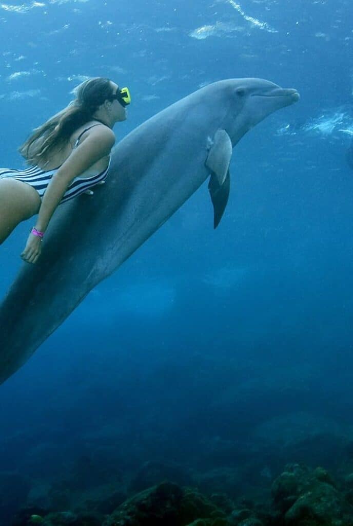 Duiken met dolfijnen op Curaçao: Een onvergetelijk avontuur
