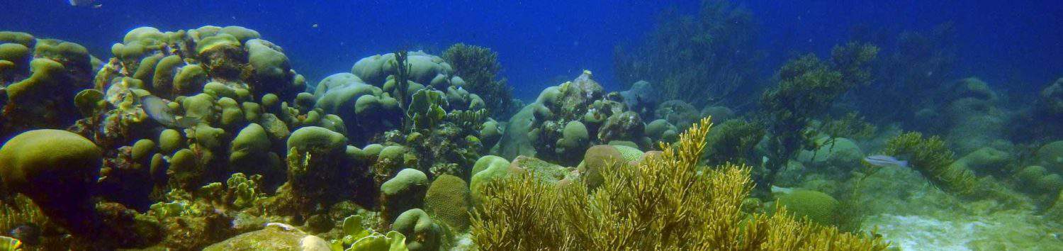 Ontdek het Adventure Duiker brevet op Curaçao