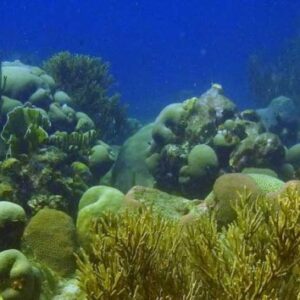 Advanced Open Water Course in Curacao: Dive Deeper with CuracaoTodo