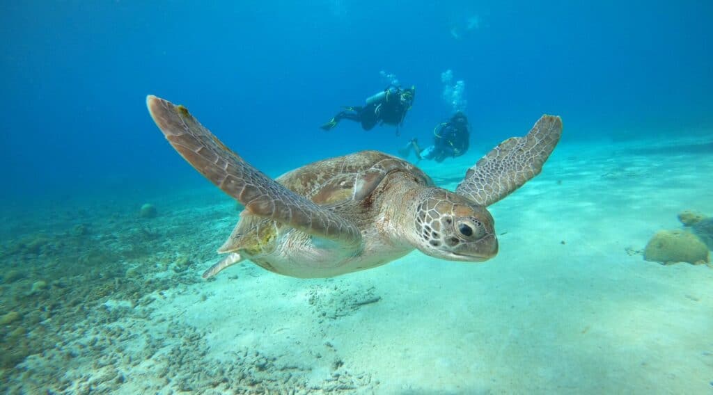 Duik in zeeschildpaddenbescherming met de specialty Sea Turtle Awareness op Curaçao