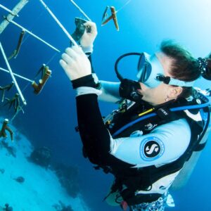 Ontdek het rif vernieuwingsduiken op Curaçao