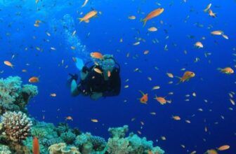 trunk divers