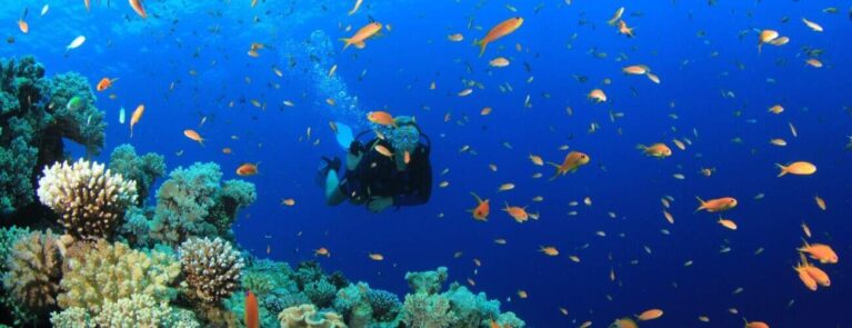 trunk divers