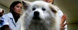 Veterinary Practice Doest