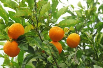 What fruit is Curaçao known for