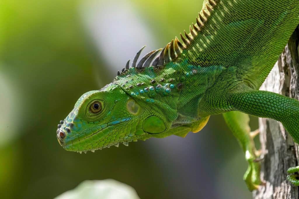 animals in curacao