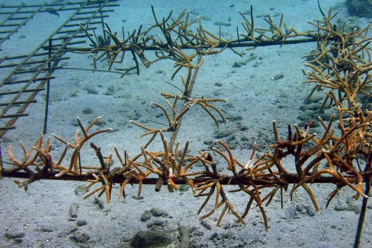 Coral Restoration Foundation Curacao