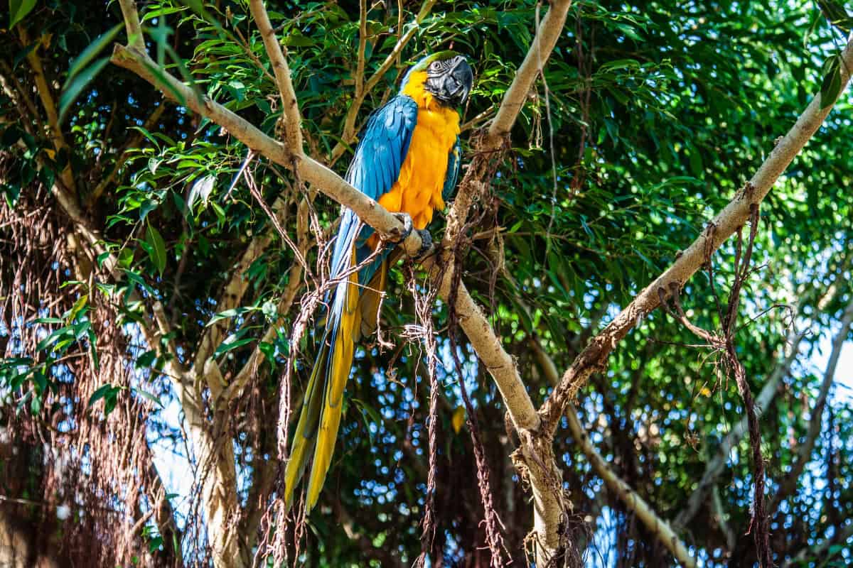 curacao bird