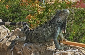 curacao iguana