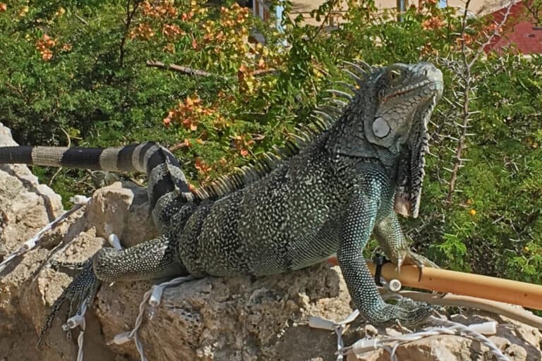curacao iguana