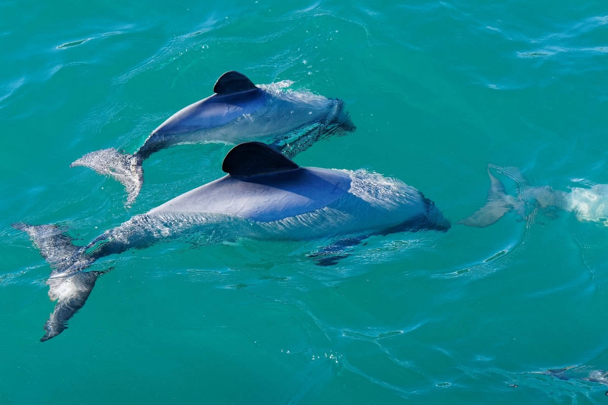 Curacao Sea Aquarium