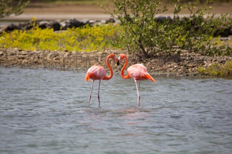 flamingos curacao