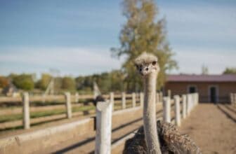 ostrich farm curacao