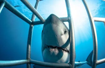 shark attacks in curacao