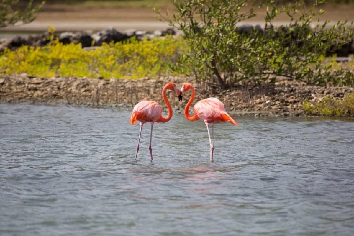 Things to Do in Curacao