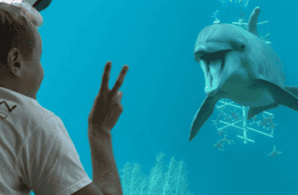 Animal Encounter
