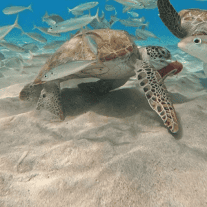 Curacao Private Boat Tours