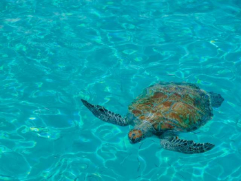 Discover the Magic of Curaçao with Our Full Day Island Tour