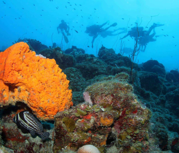 Ervaar de sensatie van een 2 Tank begeleide duik bij Blue Bay Dive & Watersports