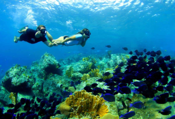 Explore the Underwater World of Curaçao: Blue C Half Day Snorkel Trip