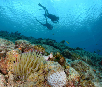 Dive into Adventure with the PADI Open Water Course at Blue Bay Dive & Watersports