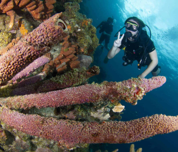 Complete Your PADI Open Water Certification in Curacao with Blue Bay Dive & Watersports