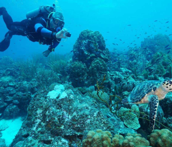 Duik in avontuur met Coral Divers: 1 Tank Begeleide Kustduik Huisrif