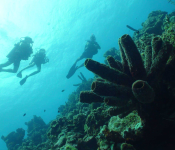 Discover the PADI Scuba Diver Course at Coral Divers in Curaçao