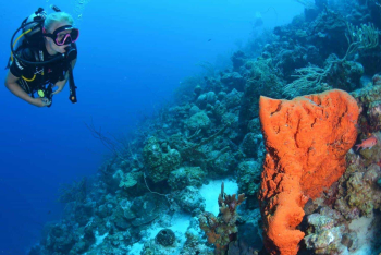 Refresh Your Dive Skills with Coral Divers in Curaçao