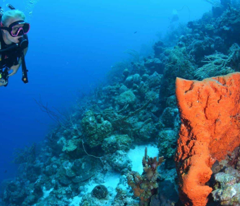 Refresh Your Dive Skills with Coral Divers in Curaçao