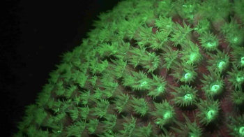 Experimente la magia del buceo nocturno fluorescente en Curazao