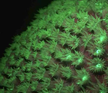 Experience the Magic of Fluorescent Night Diving in Curaçao