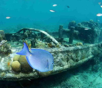 One Tank Boat Dive with Ocean Encounters in Curaçao