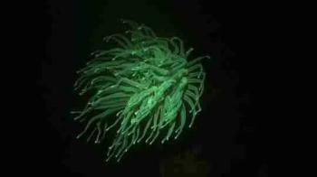 Experimente la magia del buceo nocturno fluorescente en Curazao