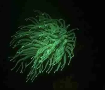 Experience the Magic of Fluorescent Night Diving in Curaçao