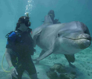 Experience the Lagoon Dolphin Dive in Curaçao