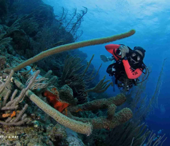 Discover Scuba Diving Course in Curaçao