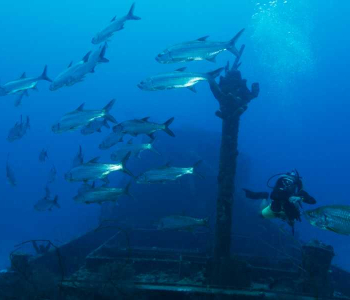 Discover Scuba Dive at Blue Bay Dive & Watersports: Your Gateway to the Underwater World