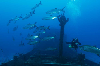 Duik in de geschiedenis: Ontdek het wrak van de Superior Producer op Curaçao