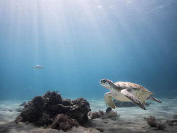 Sustainable Diving in Curacao: Protecting Our Oceans One Dive at a Time