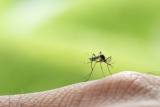 ¿Son los mosquitos peligrosos en Curazao? Descubre la verdad