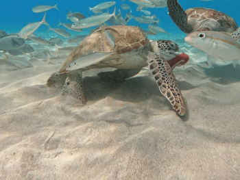 Excursiones Privadas en Barco por Curaçao