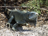 Animals on Curacao
