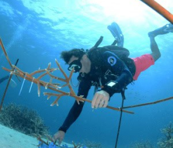 Two Tank AM Boat Diving in Curaçao: An Unforgettable Adventure