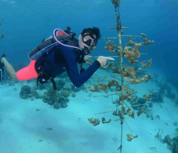 Dive for a Purpose: The PADI Reef Renewal Specialty Course in Curaçao