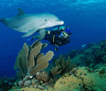 6 Days of 2 Tank Boat Diving in Curaçao with Ocean Encounters